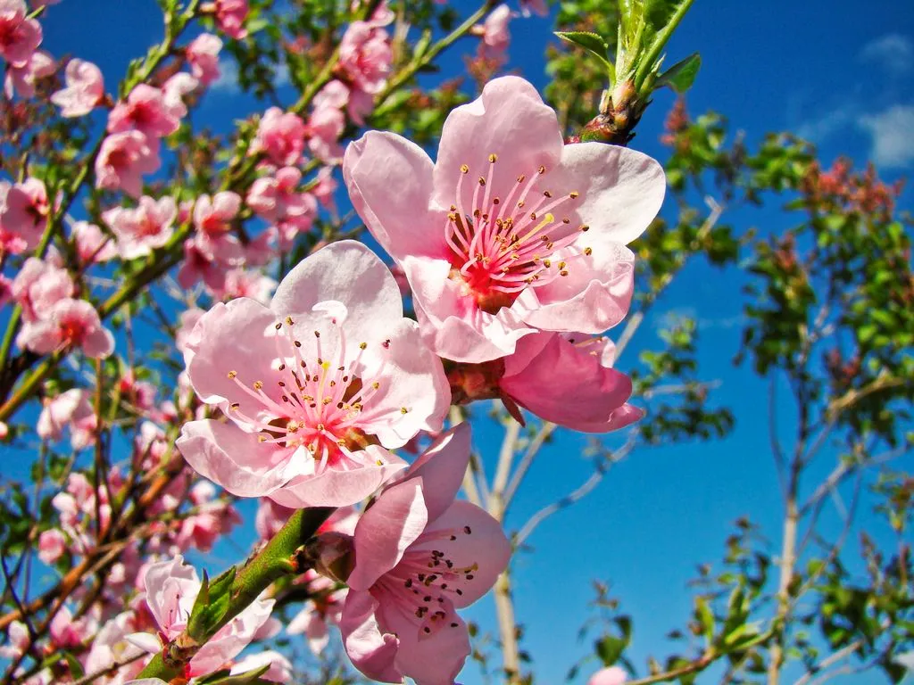 Hoa đào ngày Tết: Ý nghĩa, cách trồng và chăm sóc hoa đào lâu tàn