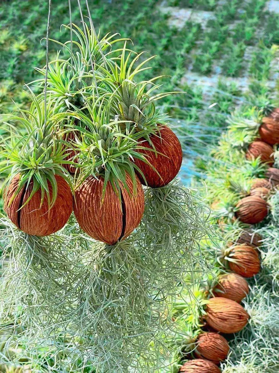 Cây không khí được trồng trong vỏ dừa khô