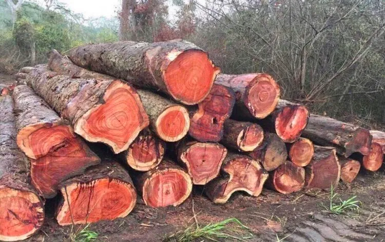 Đặc điểm nhận biết gỗ cẩm lai