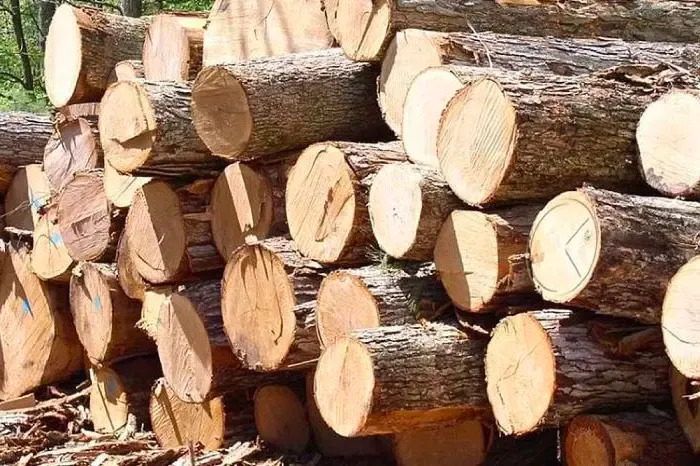 Gỗ bách xanh là loại gỗ được khai thác từ cây bách xanh