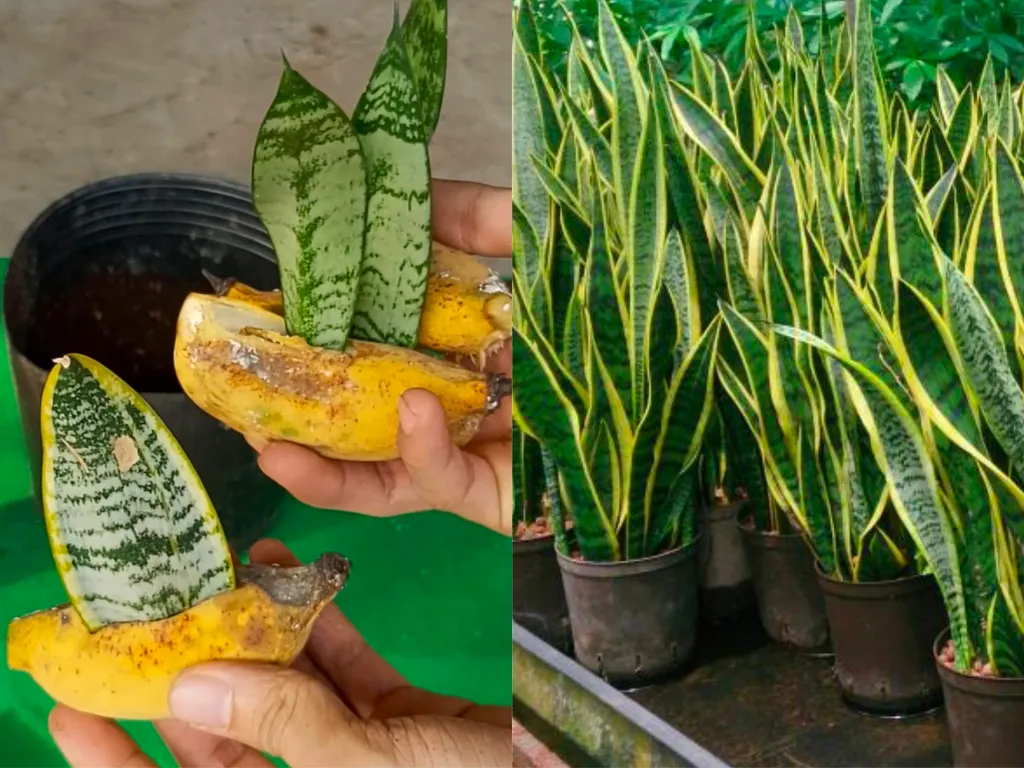 Cách trồng và chăm sóc cây lưỡi hổ bằng phương pháp giâm lá