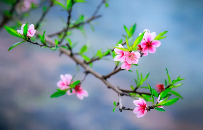 Hình ảnh đầy sức sống của hoa đào mang đến ý nghĩa về một năm thịnh vượng, như ý