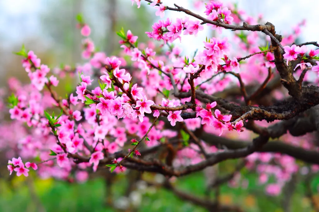 Hoa đào là loại cây được sử dụng nhiều trong dịp Tết Nguyên đán ở Việt Nam. 