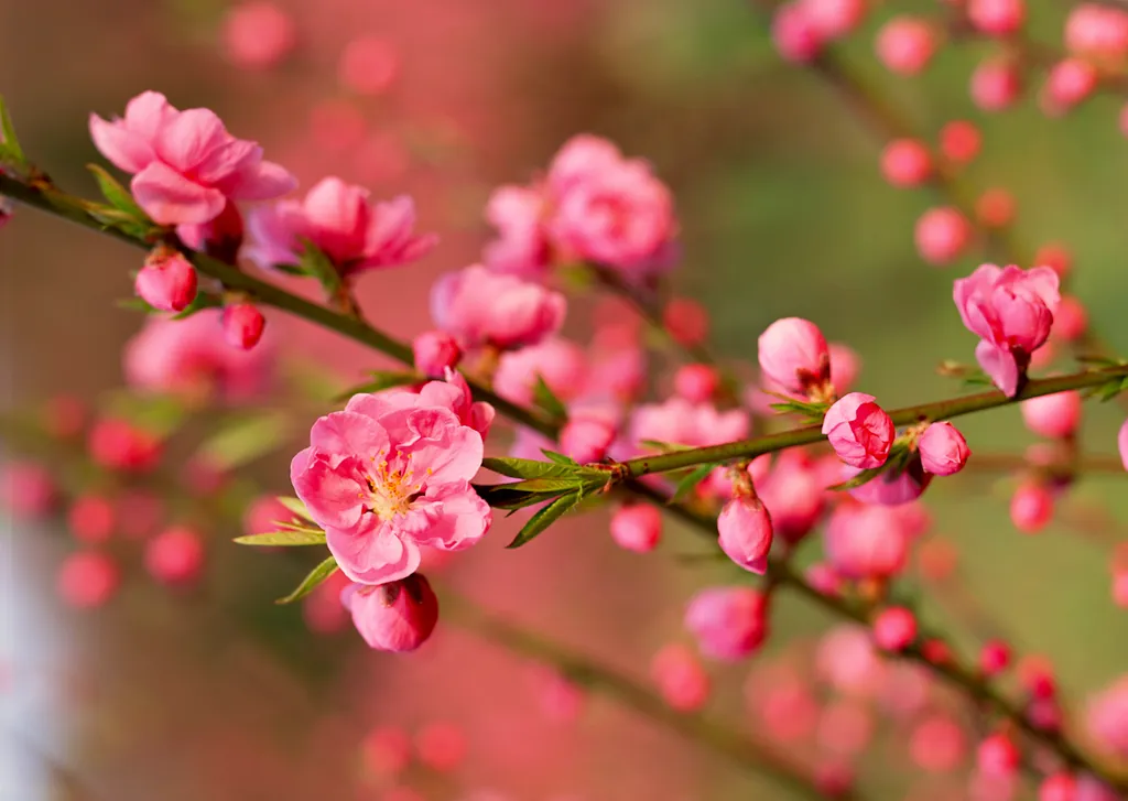 Hoa đào mang sắc hương ngọt ngào tươi thắm giúp mùa xuân thêm phần đặc biệt và ấm áp