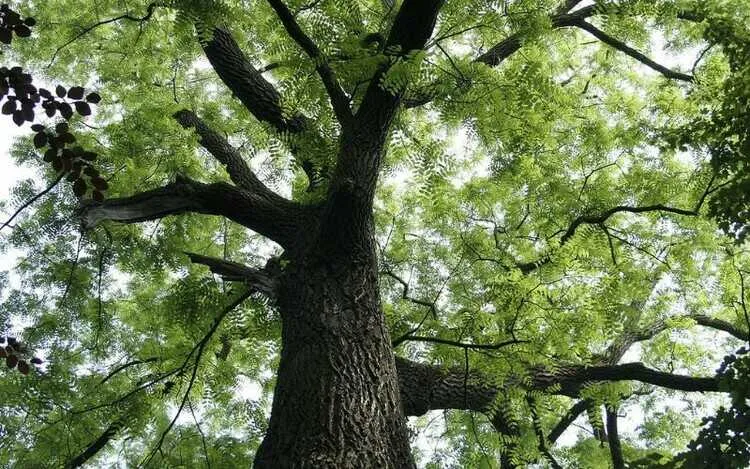 Cây gỗ lim sinh trưởng tốt ở những vùng nhiệt đới với chiều cao từ 20m đến 30m