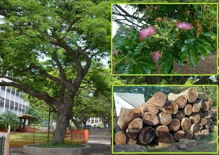 Cây gỗ me tây phát triển và thích nghi tốt với điều kiện khí hậu nhiệt đới gió mùa tại Việt Nam