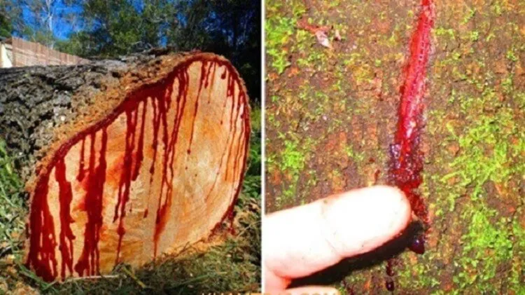 Gỗ hương Nam Phi với nhựa gỗ mới cắt có màu đỏ như máu