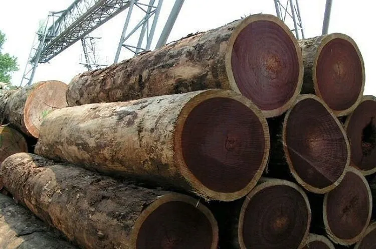 Gỗ lim là loại gỗ nặng nhất trong các loại gỗ quý.
