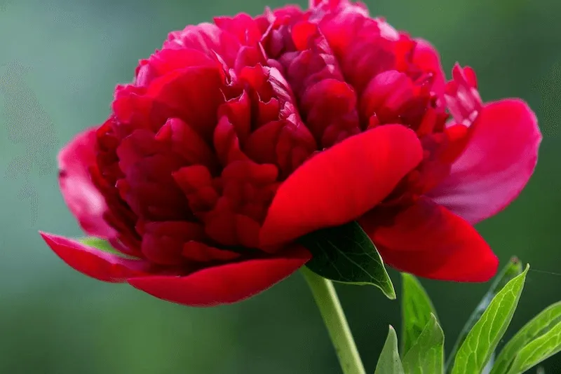 Hoa mẫu đơn được xem là một loài hoa “quốc sắc thiên hương”