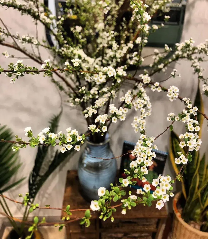Hoa thanh liễu thường được trang trí vào dịp lễ Tết