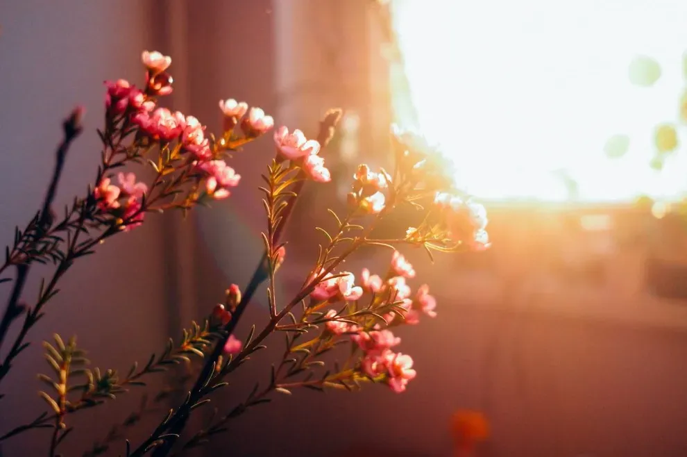 Hoa thanh liễu và ánh nắng sớm