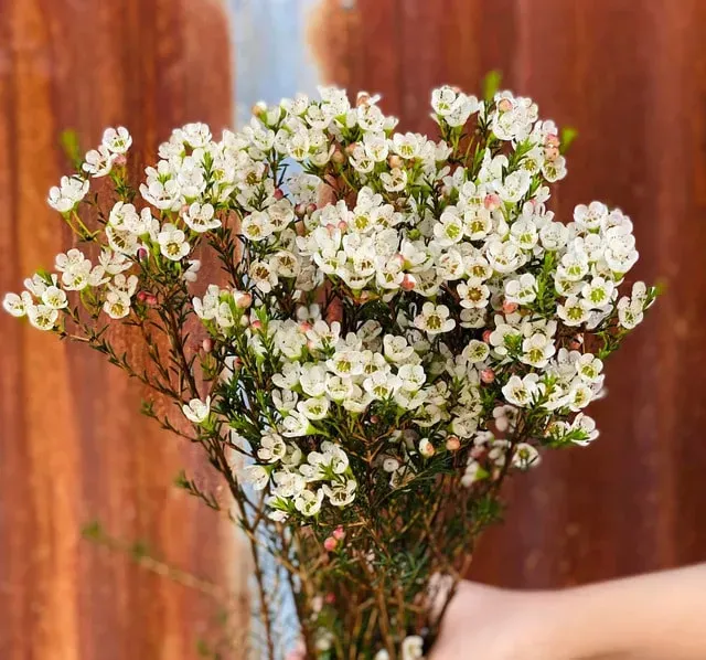 Hoa thanh liễu thường được dùng làm quà tặng vào các dịp lễ