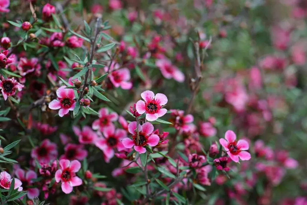 Hoa thanh liễu hồng trong tự nhiên