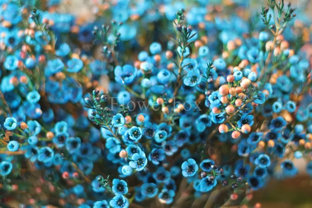 Hoa thanh liễu xanh trong tự nhiên rất đẹp và bắt mắt