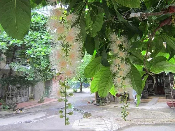 Loại cây lộc vừng hoa trắng
