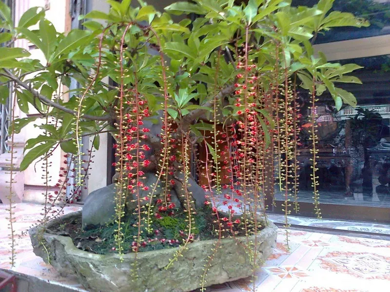 Cây lộc vừng đặt trong không gian nội thất thường là loại cây bonsai