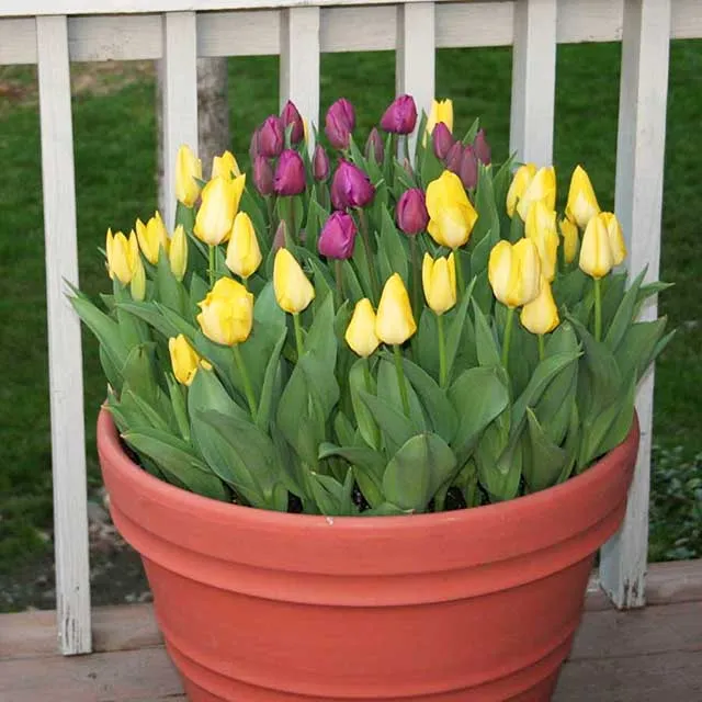 Chậu hoa tulip cỡ lớn cũng có thể được đặt tại ban công hoặc ngoài cổng để tạo điểm nhấn cho không gian
