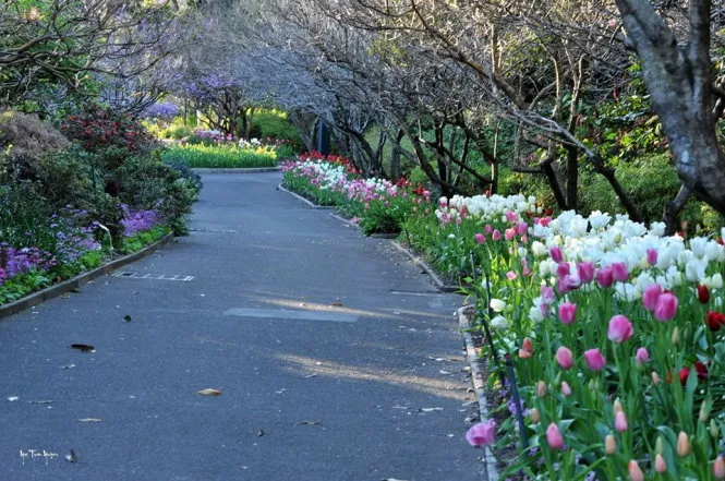 Con đường hoa tulip đầy thơ mộng