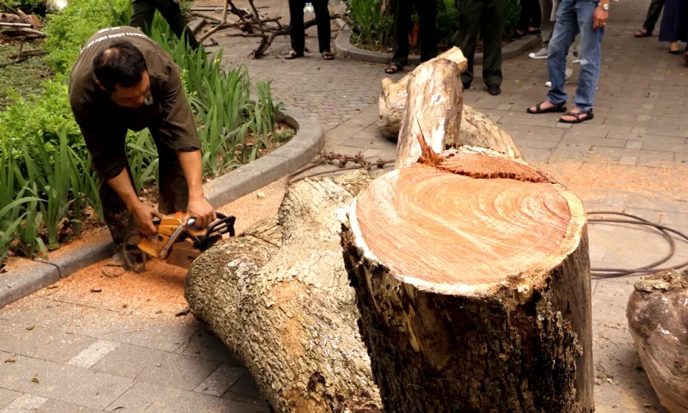 Gỗ sưa là loại gỗ tự nhiên quý hiếm