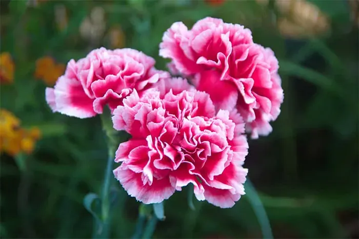 Hoa cẩm chướng là hoa của chúa hay hoa của các vị thần