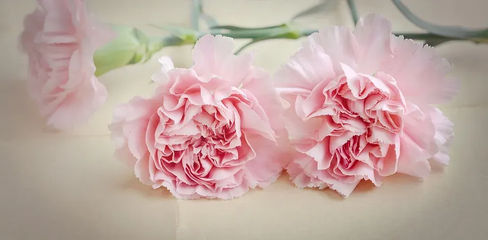 Hoa cẩm chướng rose bowl