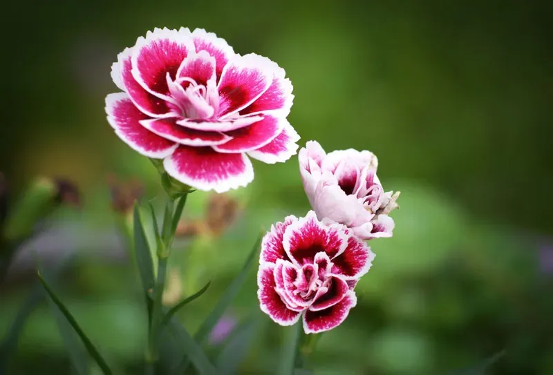Hoa cẩm chướng Sweet William