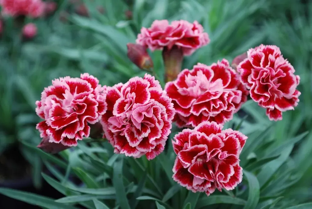 Hoa cẩm chướng mang nhiều ý nghĩa tại những đất nước khác nhau