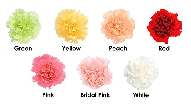 Mỗi màu hoa cẩm chướng mang một ý nghĩa khác nhau