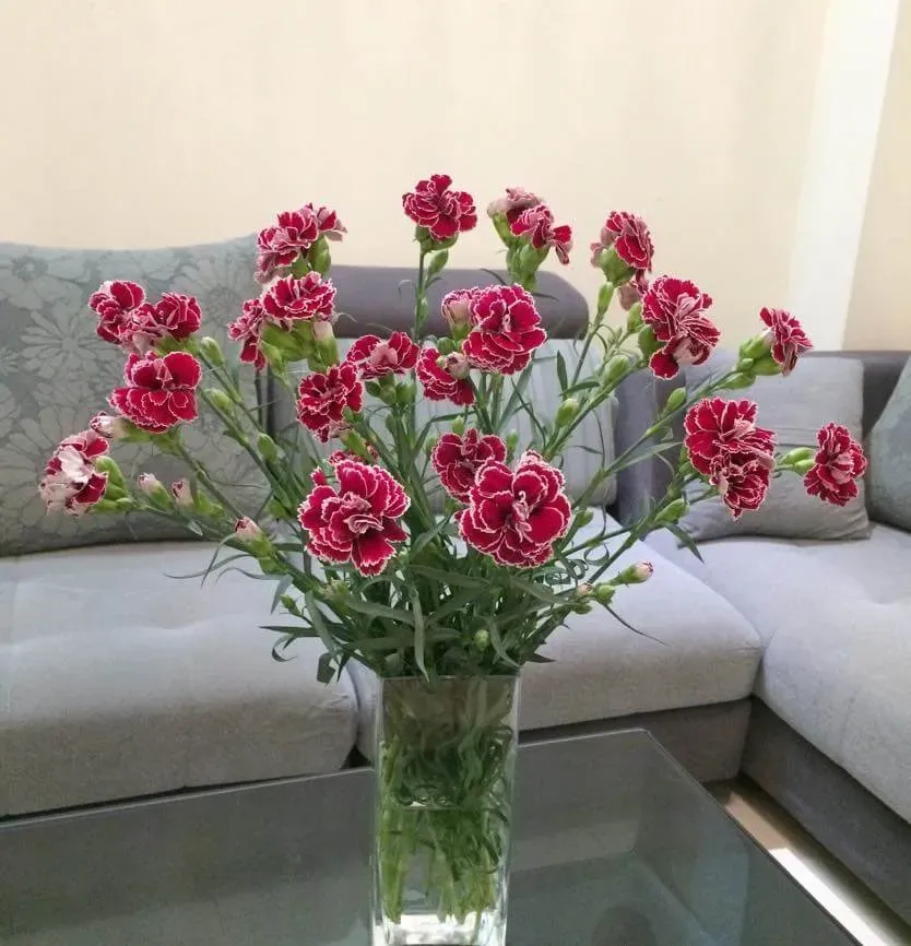 Bình hoa cẩm chướng tại phòng khách