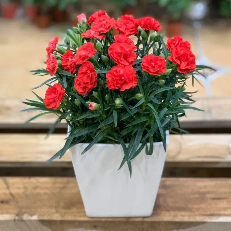 Một chậu hoa cẩm chướng đỏ nhỏ ngoài hiên nhà sẽ làm tâm trạng của bạn tốt hơn rất nhiều