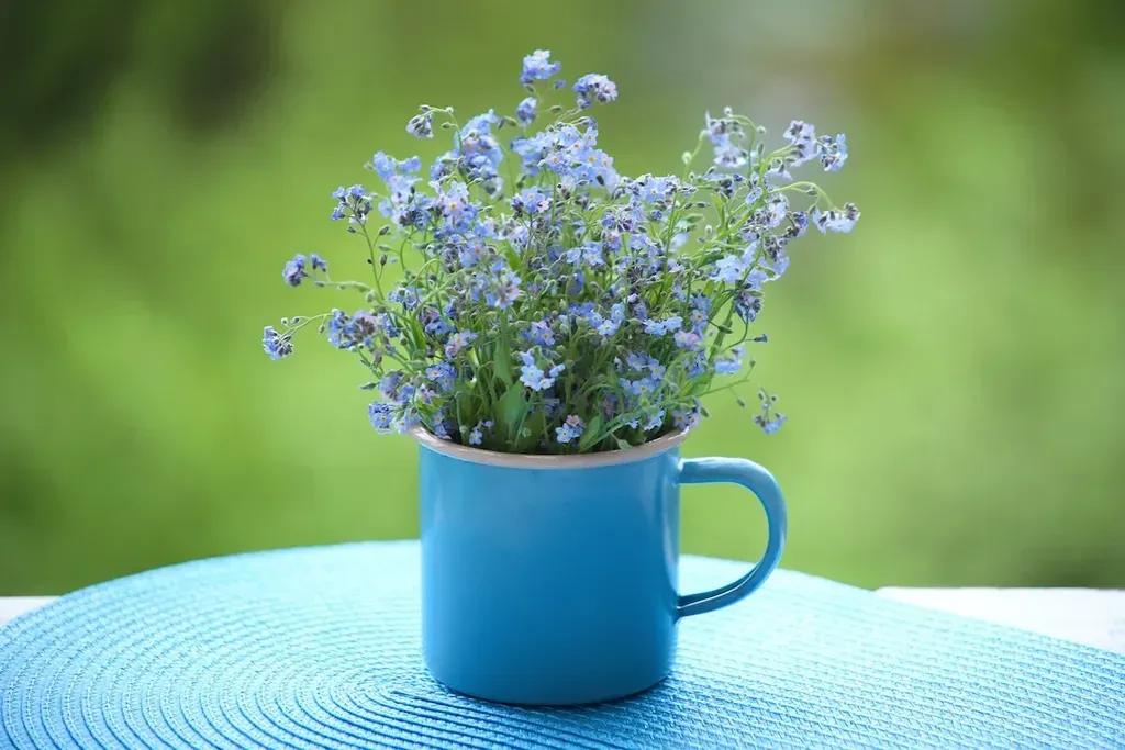 Hoa lưu ly có thể trồng hoặc cắm trong chậu nhỏ để trang trí ở bàn làm việc