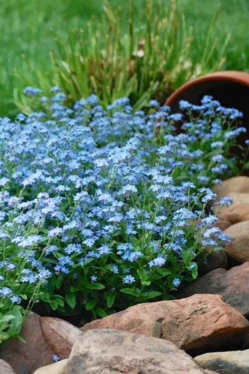 Bụi hoa lưu ly nhỏ với sắc xanh tinh tế tạo nên sức hút cho không gian sân vườn