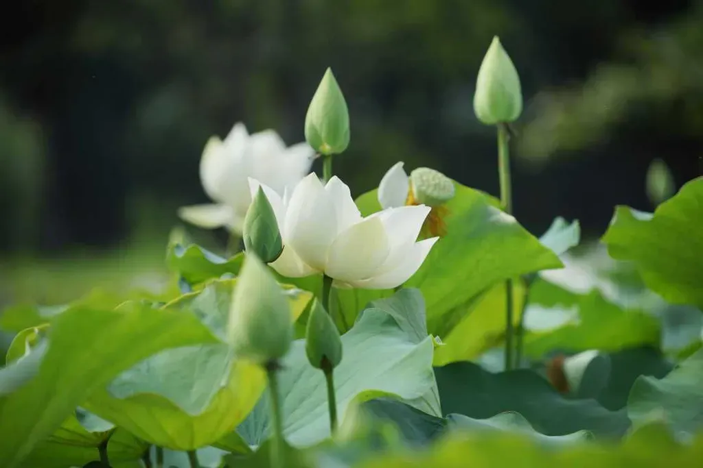 Hoa sen trắng gắn liền với Đạo Phật