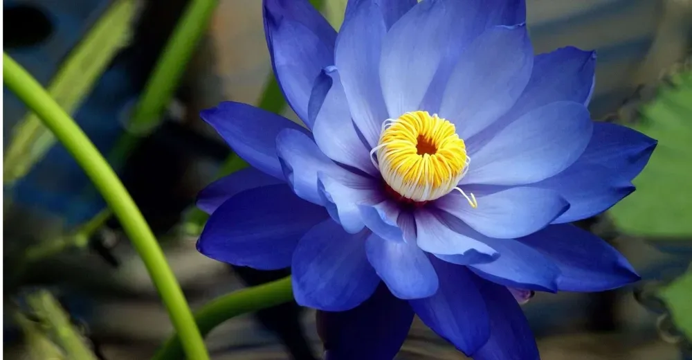 Hoa sen xanh là loài hoa của niềm tin, sức mạnh và sự kiên cường