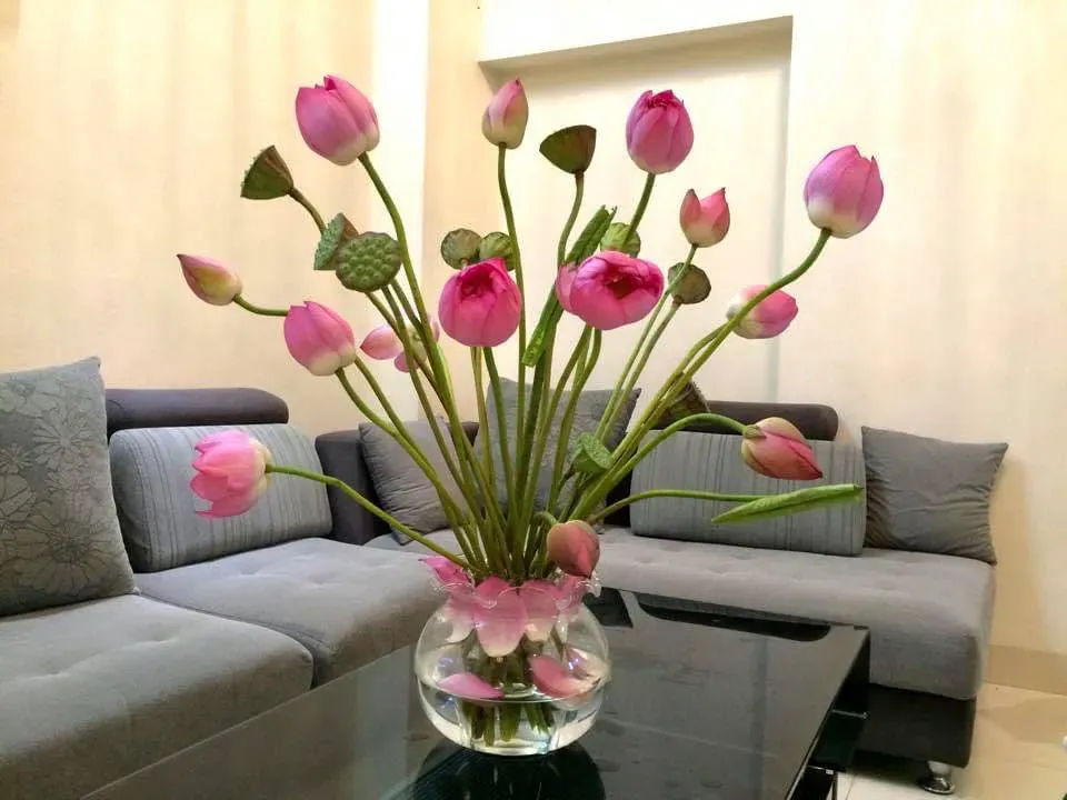 Hoa sen thường được trang trí ở phòng khách