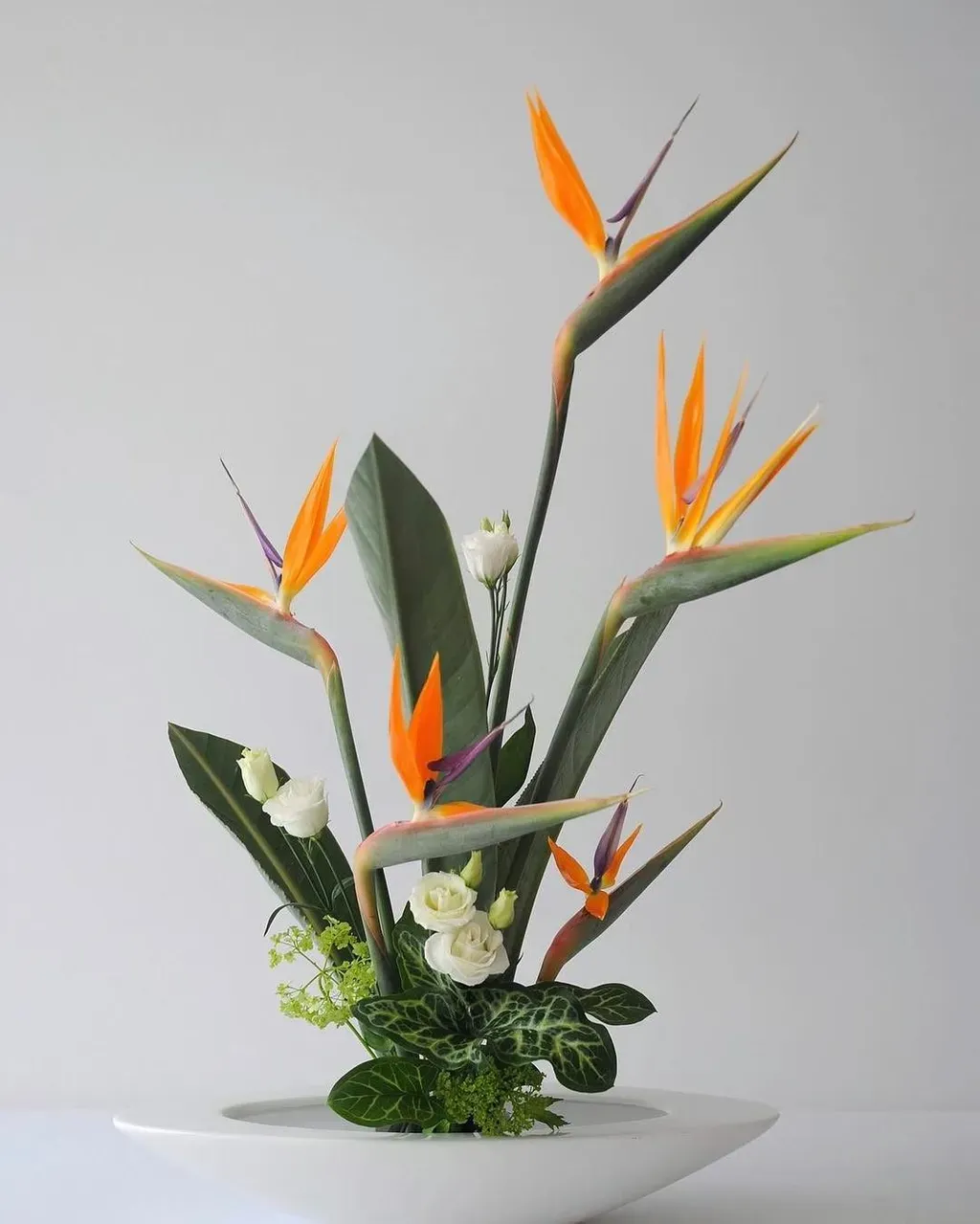 Hoa thiên điểu có thể cắm theo nhiều cách khác nhau, có thể để thân hoa dài hoặc cắt ngắn đều mang lại vẻ đẹp tuyệt vời.