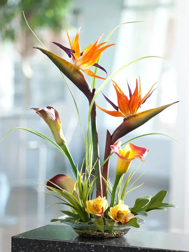 Hình dáng độc đáo cùng màu sắc nổi bật là lý do mà hoa thiên điểu trở thành một lựa chọn tuyệt vời cho việc trang trí không gian và cắm hoa nghệ thuật.
