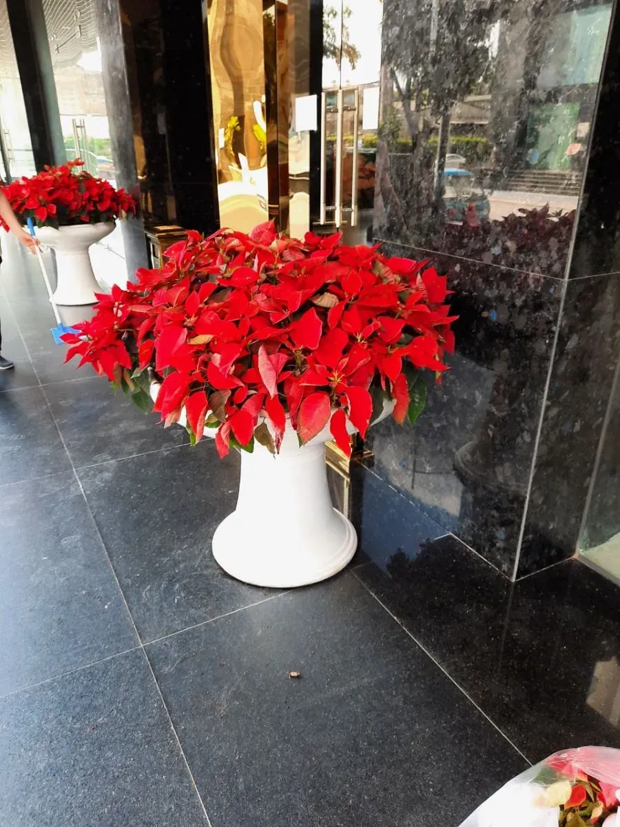 Với sắc đỏ và ý nghĩa thu hút thành công, cây hoa trạng nguyên thường được bố trí ở khu vực sảnh tòa nhà văn phòng