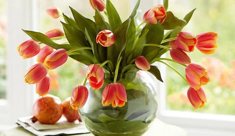 Hoa tulip cam được ưa chuộng hơn cả so với những loài hoa tulip khác