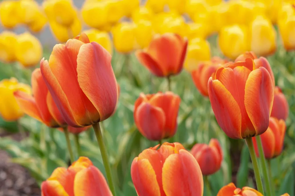 Hoa tulip cam mang ý nghĩa về sự thấu hiểu và hạnh phúc