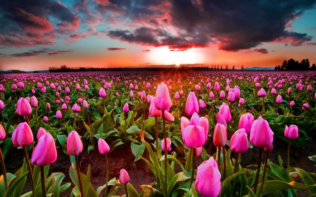 Hoa tulip có nguồn gốc từ Thổ Nhĩ Kỳ