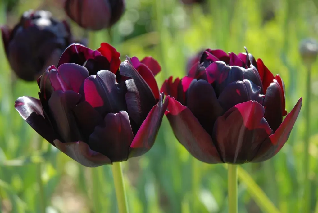 Hoa tulip đen được mệnh danh là Queen of the Night