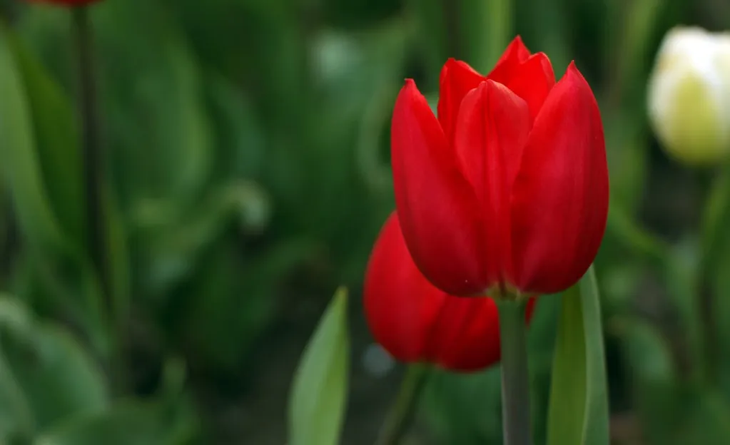 Hoa tulip đỏ mang ý nghĩa về tình yêu nồng cháy và cuồng si
