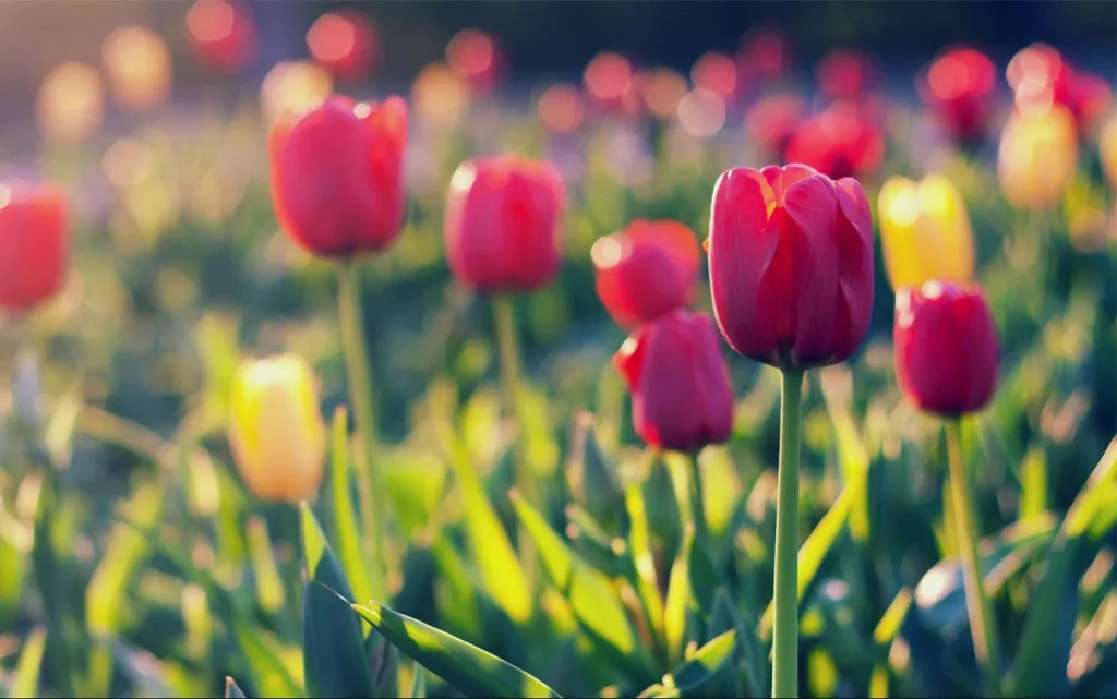 Hoa tulip là một loài cây ưa lạnh