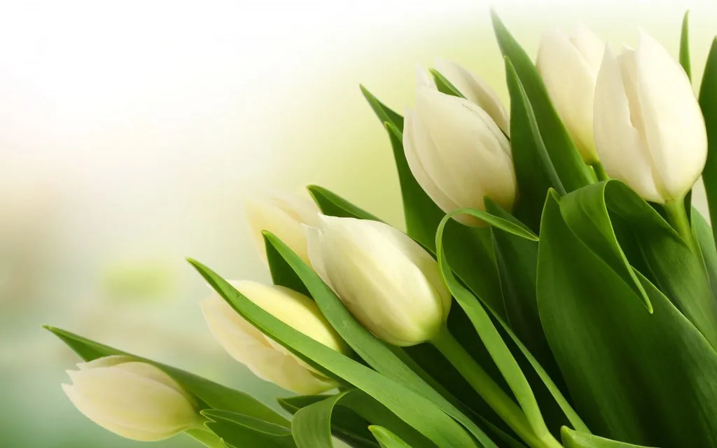 Hoa tulip trắng là biểu tượng của sự tha thứ và sự thuần khiết