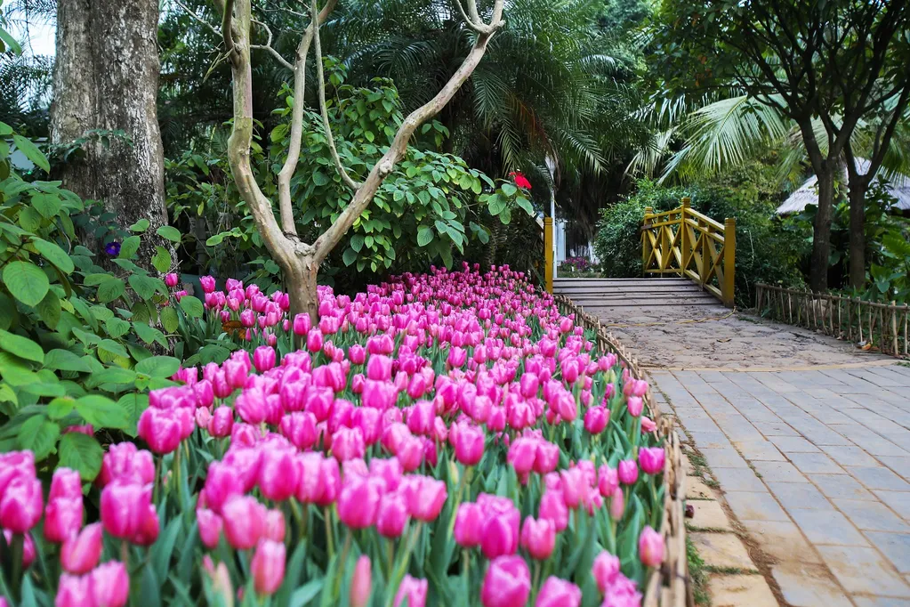Một con đường đầy hoa tulip tại Việt Nam