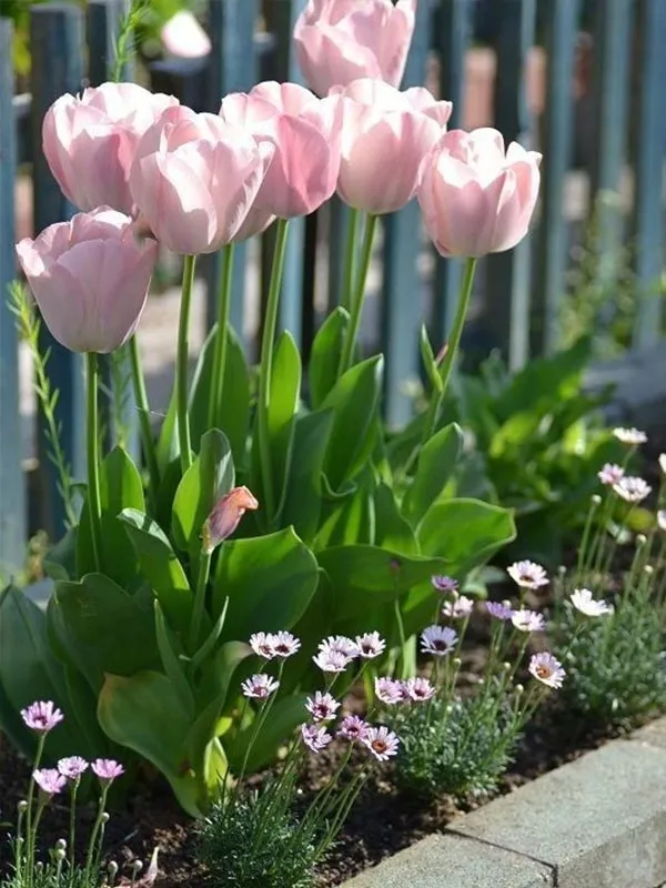 Nếu bạn sống tại nơi có không khí lạnh, hãy mạnh dạn trồng hoa tulip tại sân vườn của bạn để có được những hình ảnh đẹp như thế này