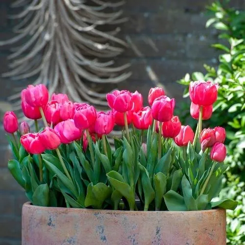 Những chậu hoa tulip lớn như thế này thường được trồng và trang trí vào dịp lễ, Tết