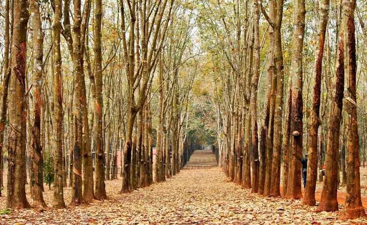 Những cây cao su trên 30 năm không còn cho mủ sẽ trở thành nguyên liệu chế biến gỗ. 