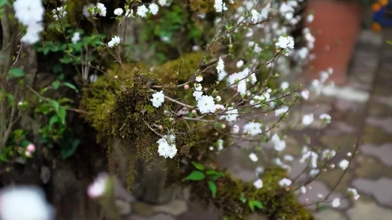 Sự điểm xuyết của những bông hoa trắng nhỏ nhắn này là món quà vô giá của thiên nhiên dành cho chúng ta